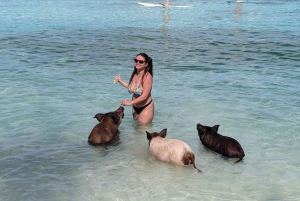 Nassau: Snorkel, Playa del Cerdo, Nadar con Tortugas y Almuerzo