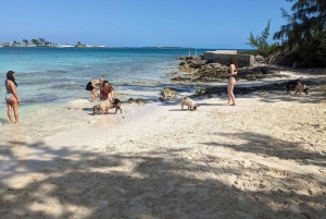 Nassau: Snorkel, Playa del Cerdo, Nadar con Tortugas y Almuerzo