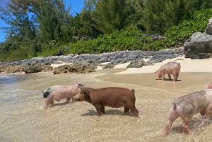 Nassau: Snorkel, Playa del Cerdo, Nadar con Tortugas y Almuerzo