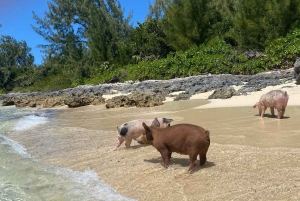 Nassau: Snorkel, Playa del Cerdo, Nadar con Tortugas y Almuerzo