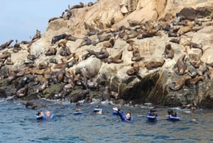 From Lima: Palomino Islands, Sea Lions Swim & Yacht Tour