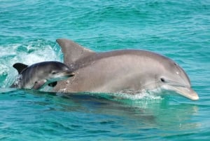 Panama City Beach: Dolphin Sightseeing Trip by Catamaran