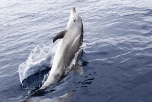 Panama City Beach: Dolphin Sightseeing Trip by Catamaran
