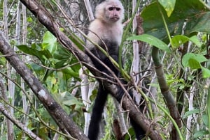 Panamá: Wildlife Boat Tour in the Panama Canal Lake