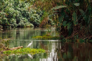 Parque Nacional Tortuguero: Hiking an Inactive Volcano