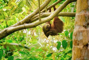 Parque Nacional Tortuguero: Senderismo por un volcán inactivo