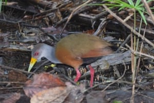 Puerto Maldonado: 4-Day Tambopata Rainforest Tour