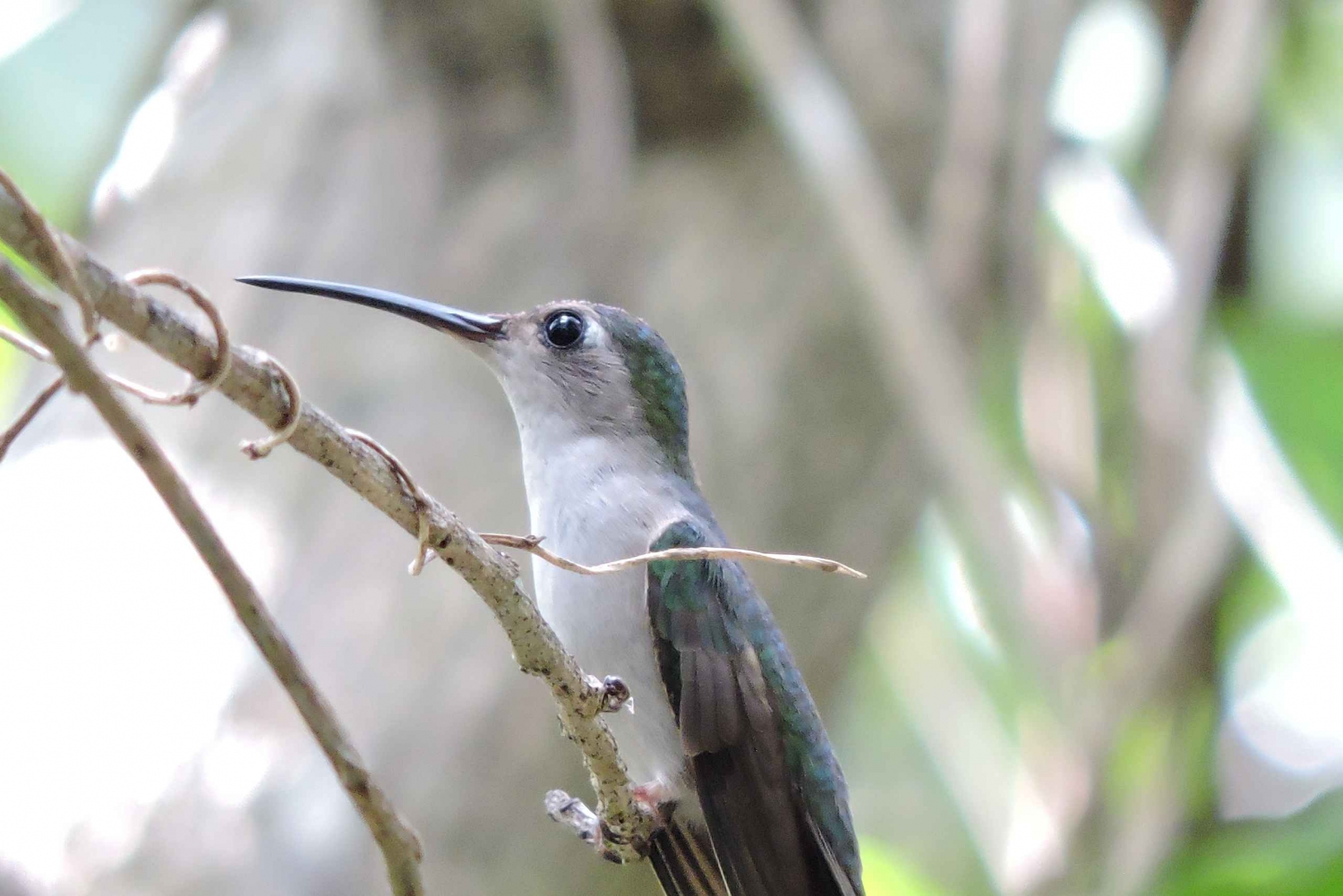 Puerto Morelos: Caminata de Observación de Aves con Café y Bocadillos