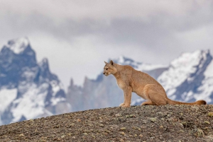 Puerto Natales: Safari de Rastreo de Puma (Tour Fotográfico)