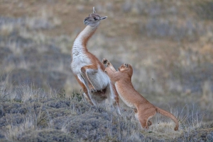 Puerto Natales: Safari de Rastreo de Puma (Tour Fotográfico)