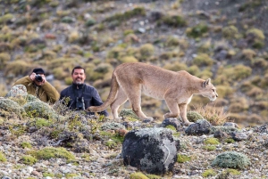 Puerto Natales: Safari de Rastreo de Puma (Tour Fotográfico)