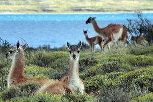 Puerto Natales: Safari de Rastreo de Puma (Tour Fotográfico)