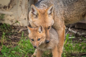 Puerto Natales: Puma Tracking Safari (Photography Tour)