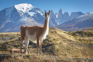 Puerto Natales: Puma Tracking Safari (Photography Tour)