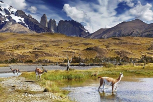 Puerto Natales: Safari de Rastreo de Puma (Tour Fotográfico)