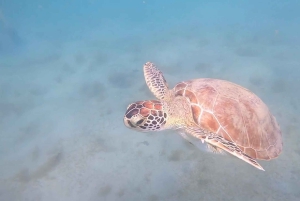 PUERTO RICO: Private Scuba Dive for Beginners!