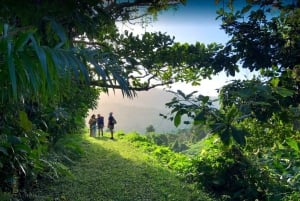 Puerto Rico: Yunque Ziplining at the Rainforest