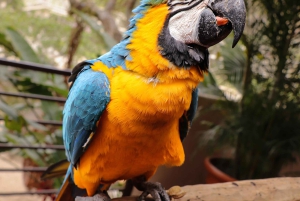 Puerto Vallarta: Canopy Tour with Zipline and Speedboat Ride
