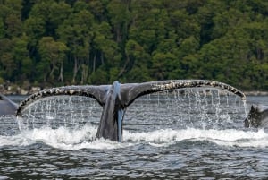 Punta Arenas: Full-Day Whales, Penguins, and Glaciers Tour