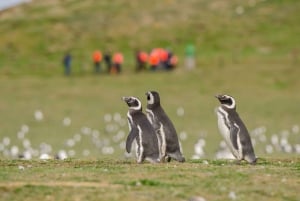 Punta Arenas: Walk with Penguins on Magdalena & Marta Island