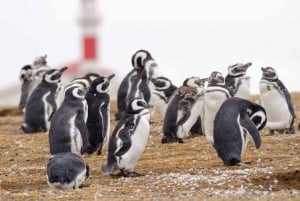 Punta Arenas: Walk with Penguins on Magdalena & Marta Island