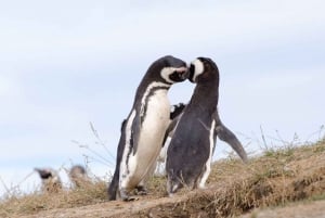 Punta Arenas: Walk with Penguins on Magdalena & Marta Island