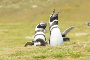 Punta Arenas: Walk with Penguins on Magdalena & Marta Island