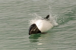 Punta Arenas: Walk with Penguins on Magdalena & Marta Island