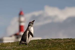 Punta Arenas: Walk with Penguins on Magdalena & Marta Island