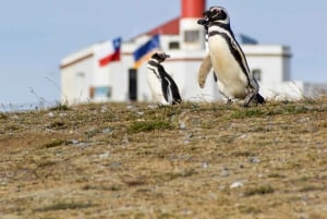 Punta Arenas: Walk with Penguins on Magdalena & Marta Island