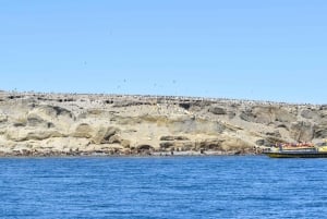 Punta Arenas: Walk with Penguins on Magdalena & Marta Island