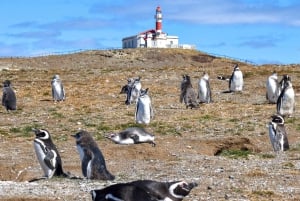 Punta Arenas: Walk with Penguins on Magdalena & Marta Island