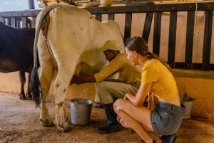 Punta Cana: Aventura en tirolina, telesilla, buggy y caballo