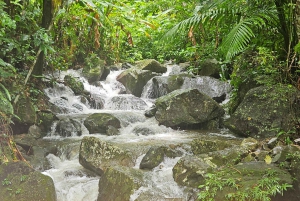 Puerto Rico: Rainforest & old san juan 1 day tour