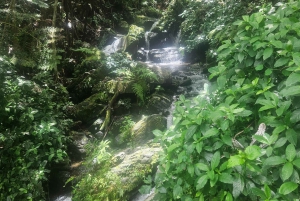 Puerto Rico: Rainforest & old san juan 1 day tour