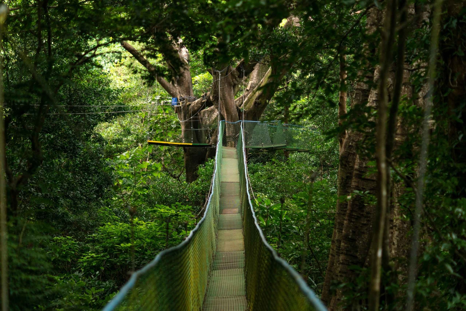 Rincón de la Vieja: Explore the Rainforest Hanging Bridges