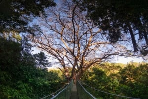 Rincón de la Vieja: Explore the Rainforest Hanging Bridges