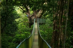 Rincón de la Vieja: Explore the Rainforest Hanging Bridges