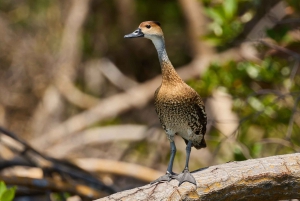 Sabana de la Mar: Private Los Haitises Hike and Kayak