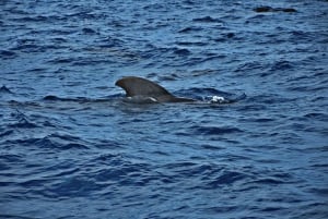 Sal, Cape Verde: Half day on Cuba Libre sailing yacht