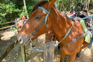 Samana from Punta Cana: Cayo Levantado & El Limon Waterfall