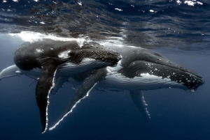 Samana: Avistamiento de ballenas y Cayo Levantado con almuerzo