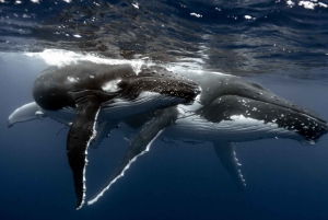 Samana: Avistamiento de ballenas y Cayo Levantado con almuerzo