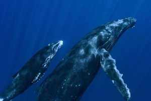 Samana: Avistamiento de ballenas y Cayo Levantado con almuerzo