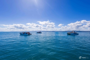 Samana: Avistamiento de ballenas y Cayo Levantado con almuerzo