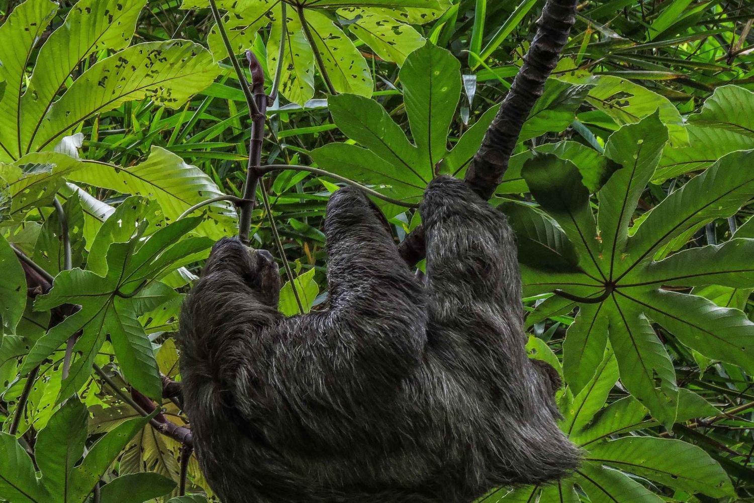 San Jose: Walking Nature Tour with Sloths, Birds, and Trees