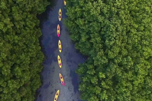 San Juan: El Yunque y Bio Bay Tour de un día completo con transporte