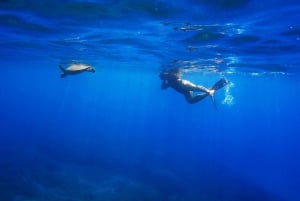 San Juan: Beginner Snorkeling Tour with Turtles and Videos