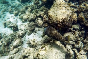 San Juan: Beginner Snorkeling Tour with Turtles and Videos