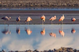 San Pedro de Atacama: Excursión a los Géiseres del Tatio